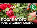 КАК ОБРЕЗАТЬ И ЧЕМ ПОДКОРМИТЬ РОЗЫ ПОСЛЕ ЦВЕТЕНИЯ, ЧТОБЫ ОНИ СНОВА ЗАЦВЕЛИ?