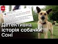 🐕 ЗНАЙШЛАСЬ за 150 км через ПІВ РОКУ! Загадкова історія собаки Соні, якою тепер займається поліція