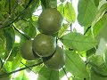 Красноярская семья выращивает дома настоящие цитрусы – лимоны и апельсины