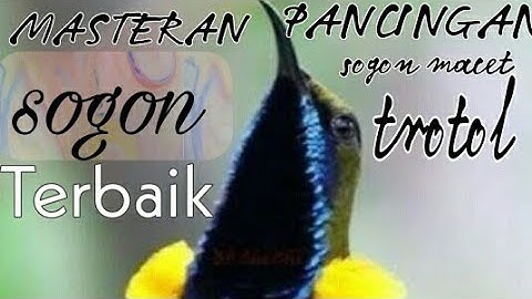 SUARA BURUNG SOGON PANCINGAN AGAR GACOR. @onysf94 #kicaumania #sogokontonggacor