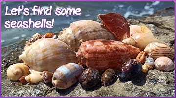 Finding Seashells at Low Tide | Rare Geography Cone! [Virtual Shelling]
