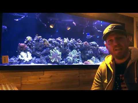 Introduction to Saltwater Ambitions - Custom Aquariums 2019-02-21 15:31 Introduction to Saltwater Ambitions - Custom Aquariums 2019-02-21 15:31