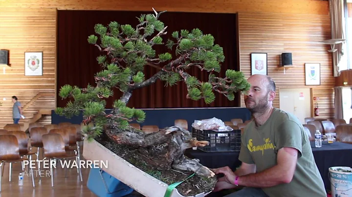 Peter Warren styles a Mugo Pine Bonsai