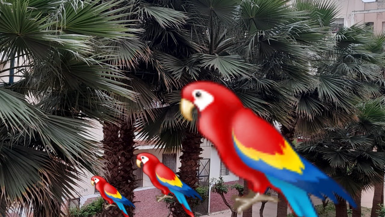 صباح الخير مع صوت العصافير 🦜💝🦜
