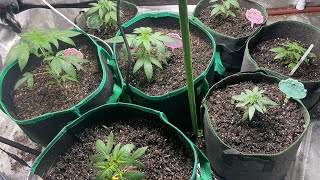 Day 33/ 1st Grow/Indoor cannabis/New England/Northeast Winter