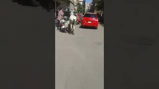 Meme Burro Ataca Motoqueiro - Burro Ataca Motoboy Meme Cavalo Ataca Motoqueiro Meme Burro Ataca Motoqueiro - Burro Ataca Motoboy Meme Cavalo Ataca Motoqueiro