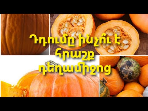 Video: Դդմի բծեր Լուիսվիլի մոտ, Կենտուկի