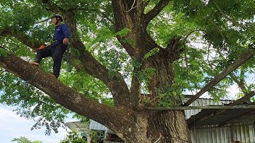Cưa cây Me Tây siêu khủng lồ / Saw the super giant Tamarind tree | T313