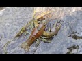 Rescued This Crayfish In Rouge River, Scarborough, Toronto [HD 720P]