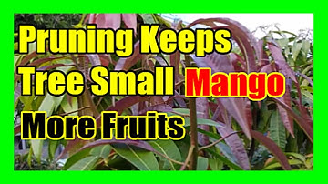 Pruning Mango Trees To Keep Them Bushy and Small