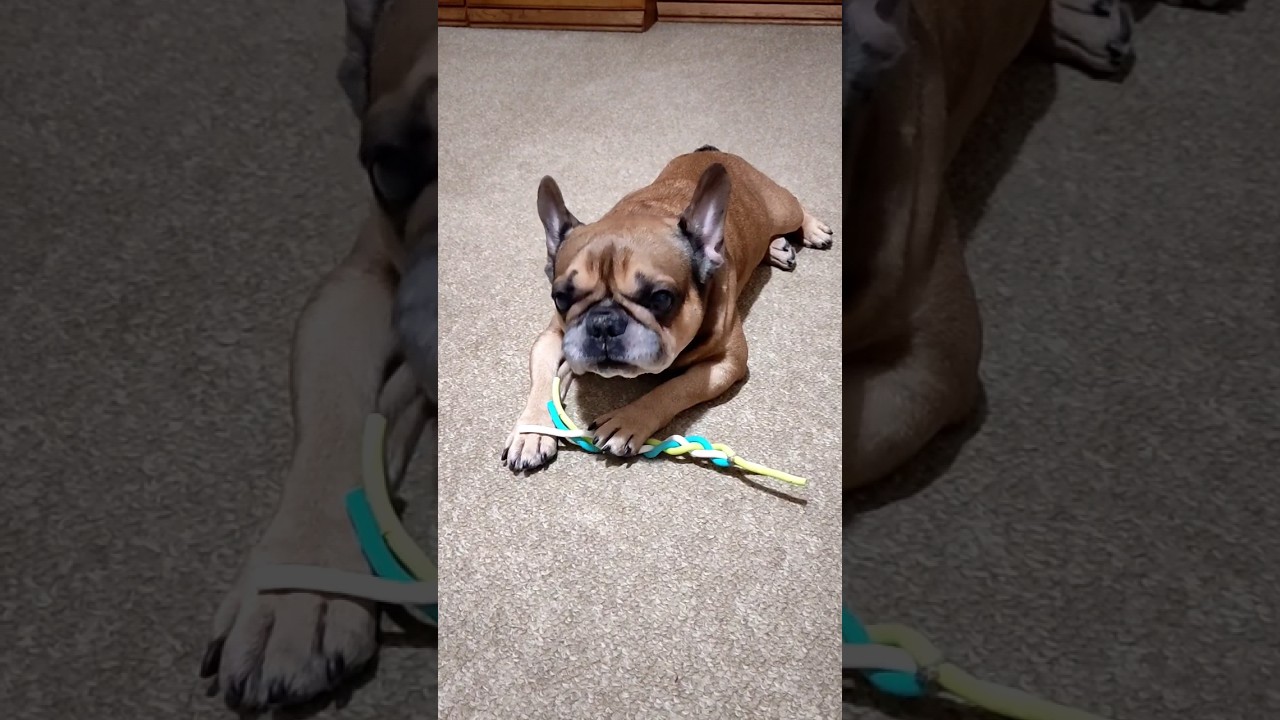 Любимой игрушке  пришел конец 😜 