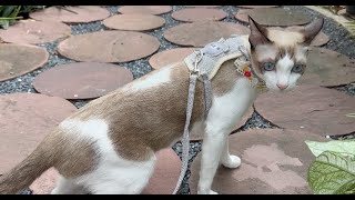 First time on leash for Vanilla