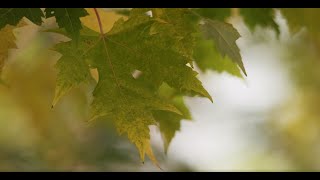 maple tree live wallpaper - maple leaf wallpaper screenshot 5