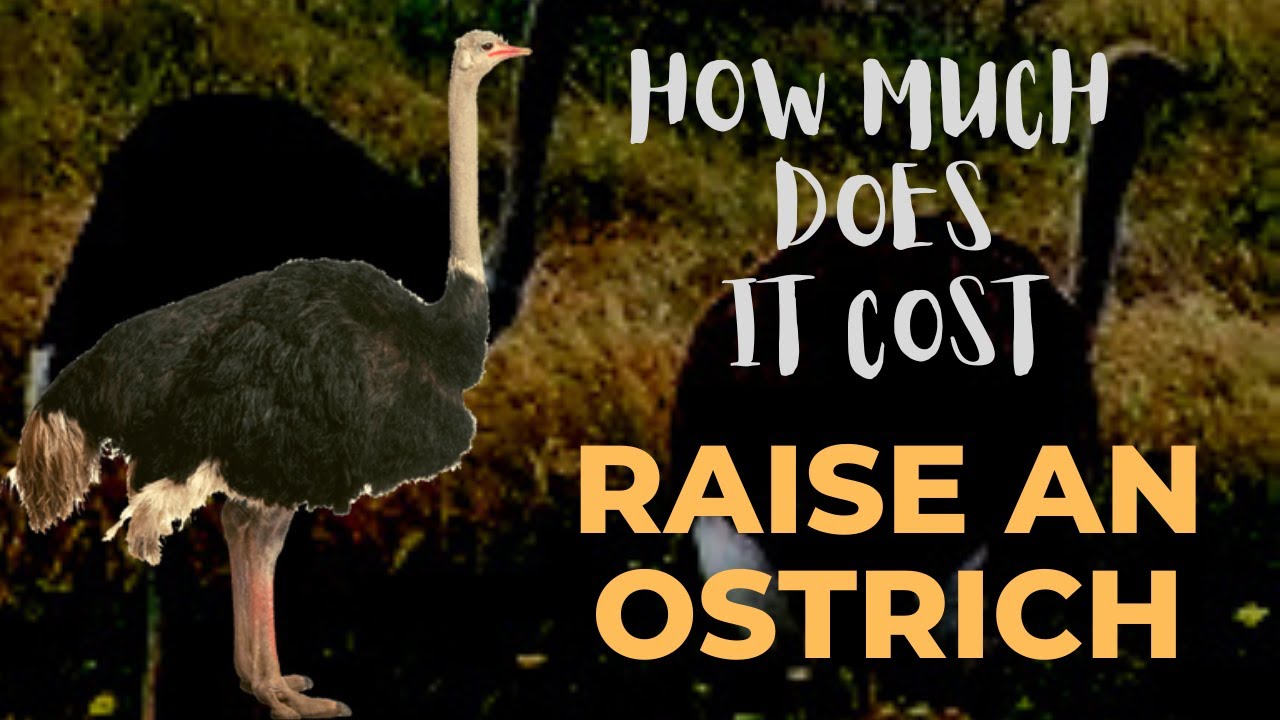 How Much Does It Cost To Raise An Ostrich YouTube
