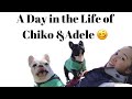 A Day in the life of French Bulldogs | Chiko & Adele