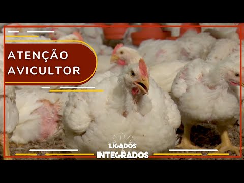 Além da colibacilose, bactéria também causa aerossaculite nas aves | Ligados & Integrados 11/04/2023