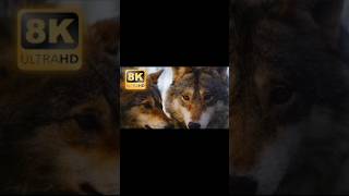 Nso24dkar 4k ultra HD video #shorts #shorts video