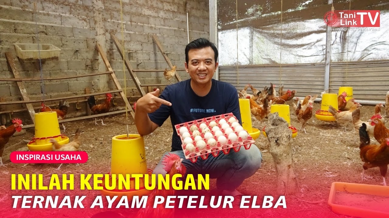 Mengenal Ayam Elba, Ayam Petelur Produktif asal Arab Saudi