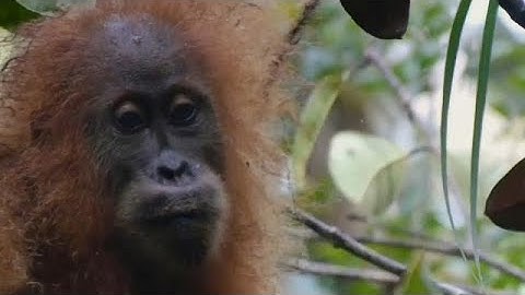 New species of orangutan discovered in Indonesia