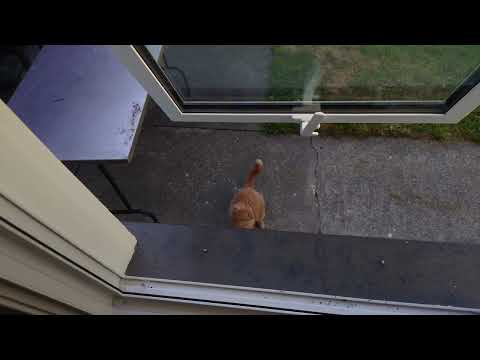 2026-01-06 Ginger Cat Jumping Through Window