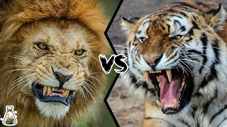 LION VS TIGER - Who is the real king?