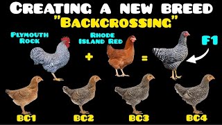 How to Use Backcrossing to Create NEW Barred Breeds of Laying Hens.
