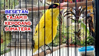 Download Lagu TEMBAKAN RAPAT BESETAN MANTAP !!! KEPODANG EMAS GACOR BONGKAR ISIAN MEMBUAT LAWAN IKUT EMOSI MP3 Download Lagu TEMBAKAN RAPAT BESETAN MANTAP !!! KEPODANG EMAS GACOR BONGKAR ISIAN MEMBUAT LAWAN IKUT EMOSI MP3