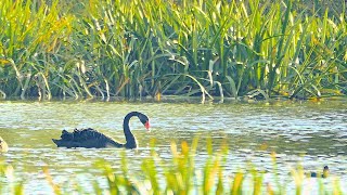 The Elegant Black Swan | 56/1993