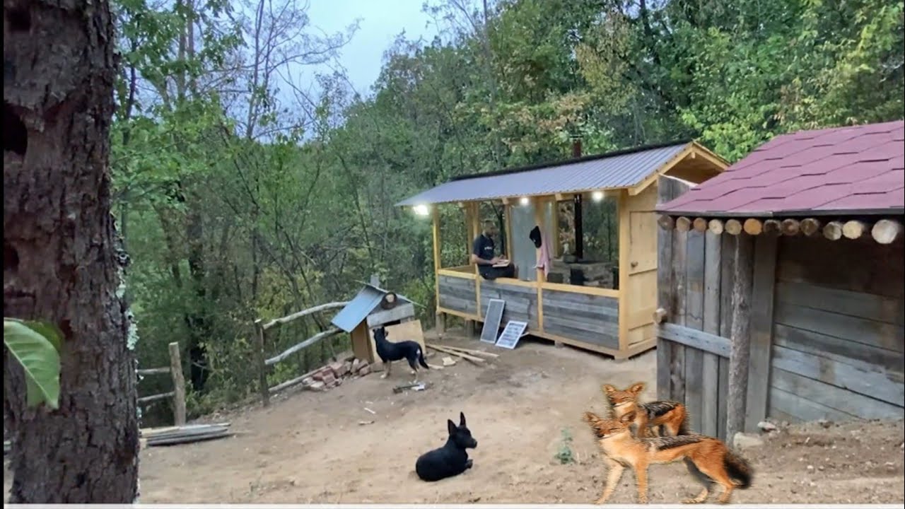 Шакалы Напали на Мою Усадьбу в Темноте, Мои Собаки Защитили Меня – Жизнь в Горах.