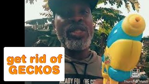 Get Rid of Wall and House Geckos - Gecko Control Pesticide