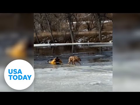 Firefighter rescues golden retriever trapped in frigid cold waters | USA TODAY
