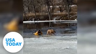 Firefighter rescues golden retriever trapped in frigid cold waters | USA TODAY