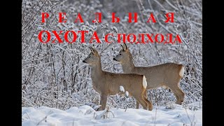 РЕАЛЬНАЯ ОХОТА С ПОДХОДА НА СИБИРСКУЮ КОСУЛЮ REAL HUNTING WITH AN APPROACH TO THE SIBERIAN ROE DEER