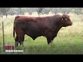 Bungulla Shorthorns LOT 5