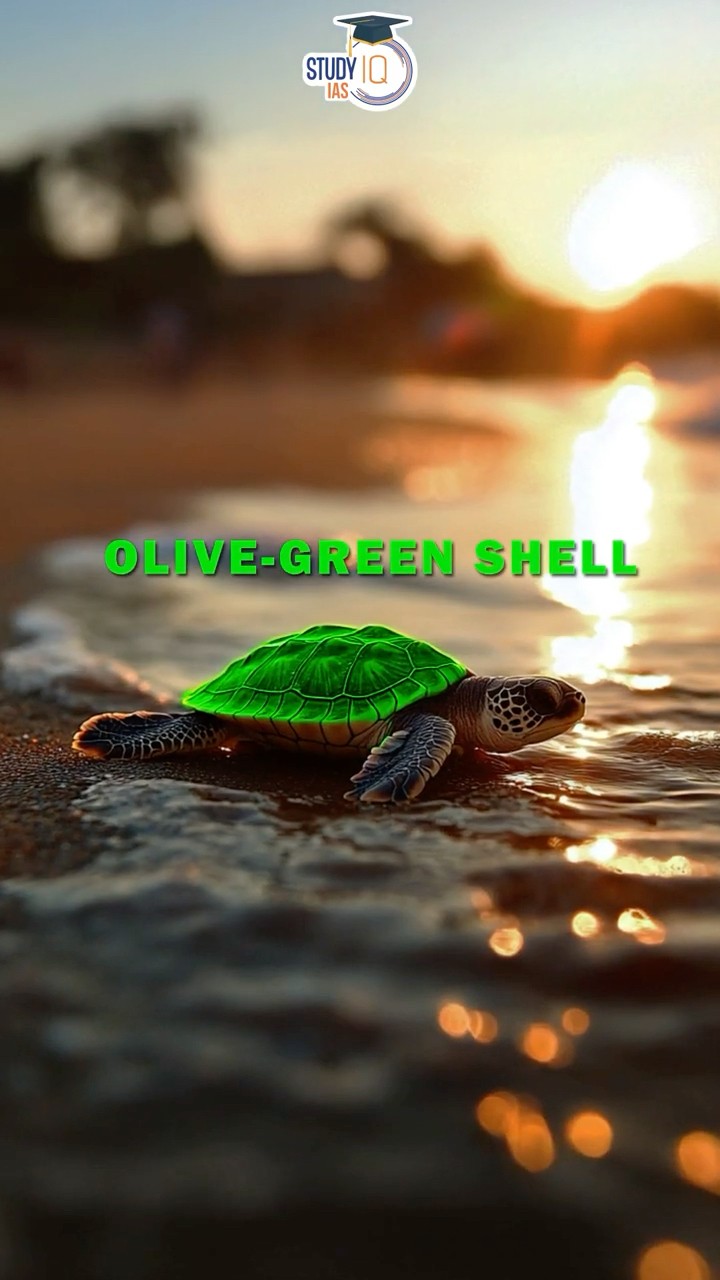 Why Are Olive Ridley Turtles in Danger?  #NatureFacts #upsc #ytshorts