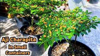 Growing Chilli Peppers Aji Charapita in small Containers  Seed to Harvest
