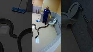 Snake Surprise in Bathroom! Janitor’s Wild Reaction Caught Live 🐍