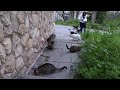 Jerusalem's dilemma over hordes of stray cats