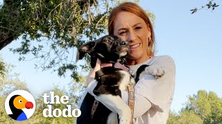 Woman Rescues 3 Dogs Just In Time | The Dodo