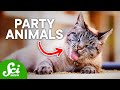 Do Wild Animals Intentionally Get High?