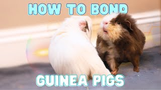 How to Introduce & Bond Guinea Pigs  Tried + True Tips