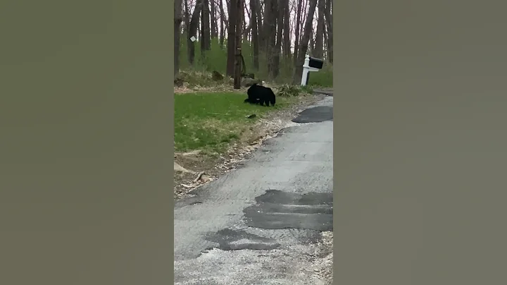 Mama Bear Carries Cub on Her Back || ViralHog