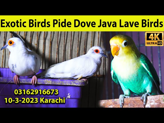 Dimond Java Birds Exotic Doves Exotic Birds Pied Diamond Red Silver Dove, Java Birds,
