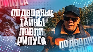 Подводные Тайны Ловли Рипуса Увильды Тургояк Рыбалка