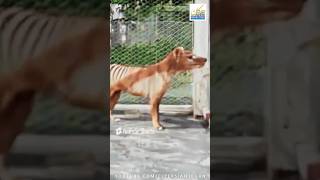 ببر تاسمانی، برجسته ترین شکارچی بومی قاره استرالیا #حیات_وحش #استرالیا