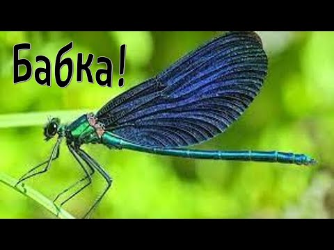 Комаха.  Бабка.