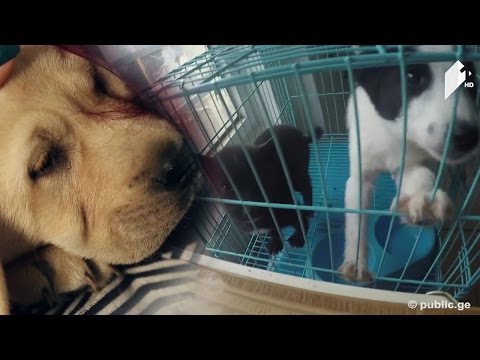 #კაცებისდრო \"პასპორტი 10-15 ლარი ეღირება\" - როგორ \"ასაღებენ\" მეტისებს ჯიშიან ცხოველებად