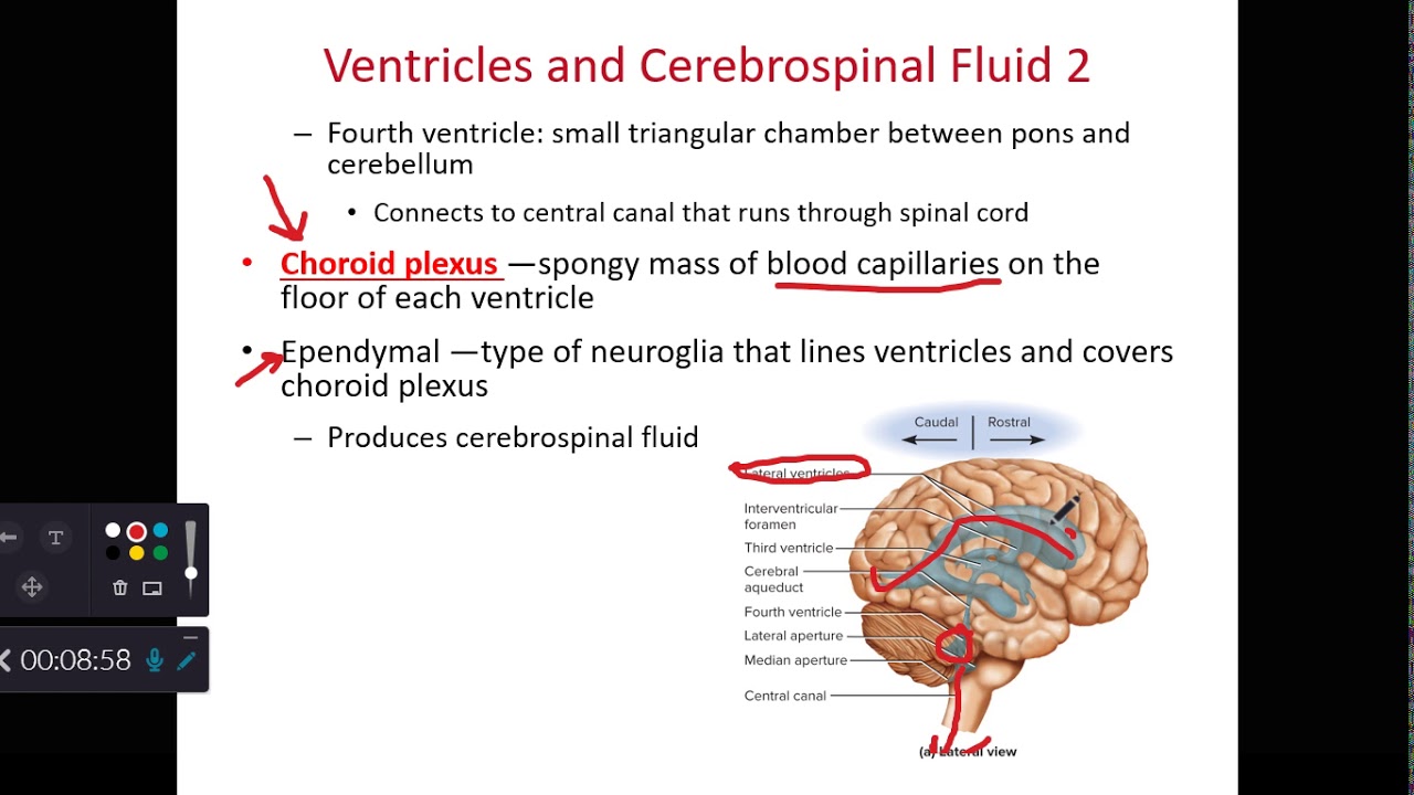 BIOL 214 Meninges, Ventricles, and CSF (Ch 14 Part 2) - YouTube