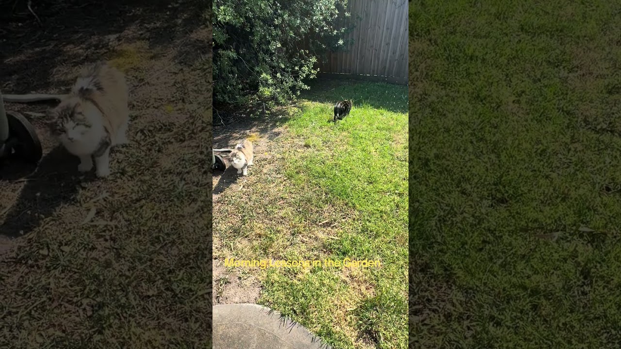 Morning Lessons in the Garden #foryou #cute #viral #animals #pet #funny #fypage #pets #cat #shorts