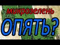 КАК ПОСАДИТЬ МИКРОЗЕЛЕНЬ ДОМА?. по каждой культуре. как выращивать микрозелень?